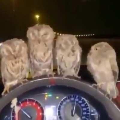 🦉🦉🦉🦉