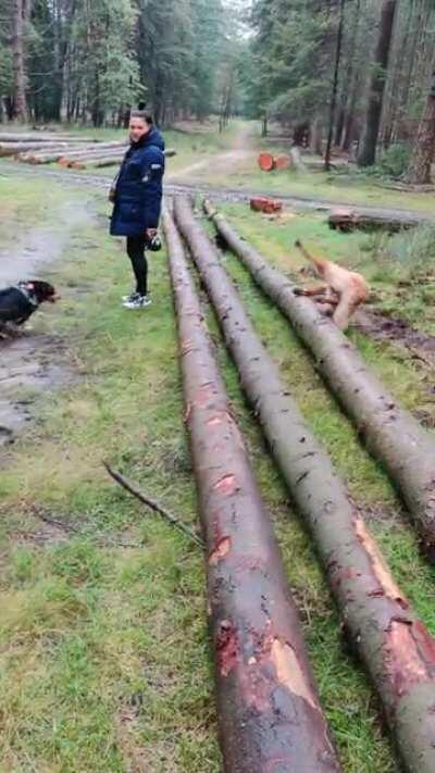 Golden boy so excited, it trips over a tree.