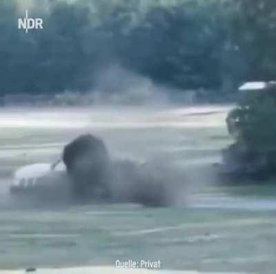 Annoying a rhino whilst looking like a zebra