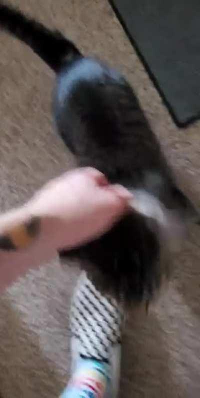 My grandma's cat's name is Davey...