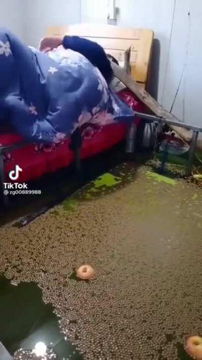 Brazillian chaos at it's finnest