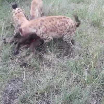 Hyenas steal a newborn buffalo and dig in