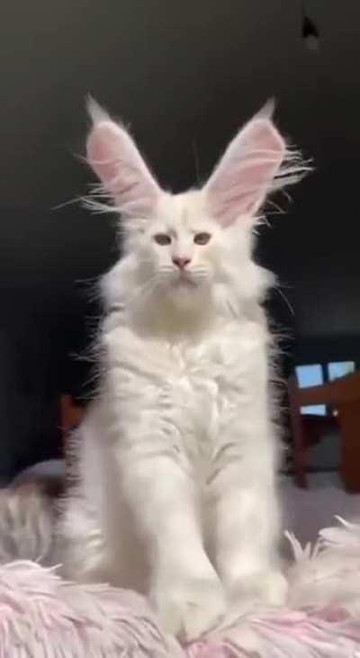 Crabbit or Rabicat dunno