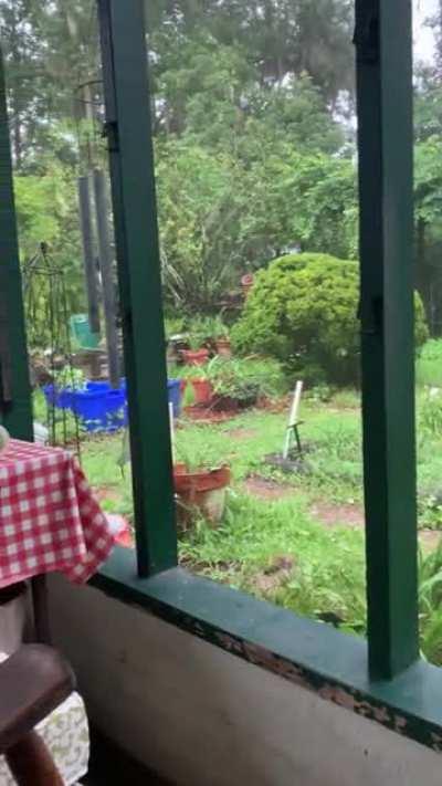 Green weeds against the gray sky