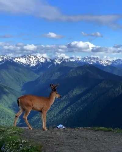 🔥 A beautiful buck in the Olympic Mountains 🔥
