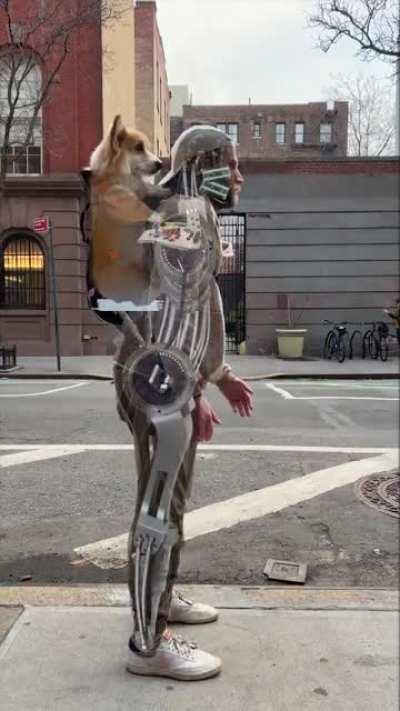 The truth behind that corgi that rides in the backpack around NYC