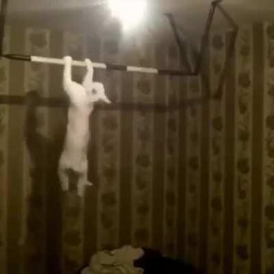 pOOr KaTTy pRepARiNg tO beAT CoRoNa VirUS