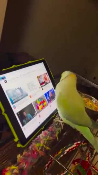 This parrot which understands touch screen interfaces and prefers to watch videos of other parrots