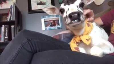 Angel back when she was just a little lap cow