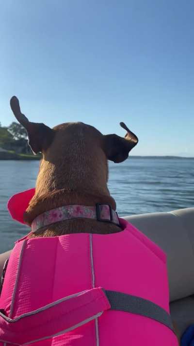 My silver faced sweetie enjoying the wind in her ears 😇