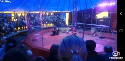 A LIONESS mauls a Circus Trainer during a performance in Russia. Horrific footage shows the big cat attacking her trainer with scared spectators rushing out of the circus tent. 