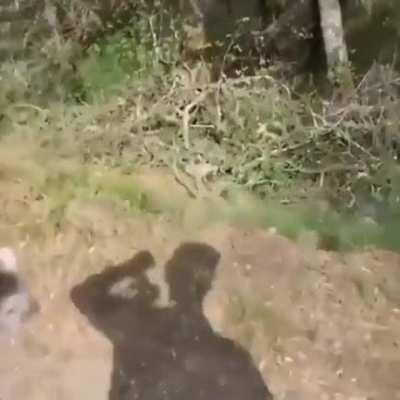 Evil Man Creates Roadkill