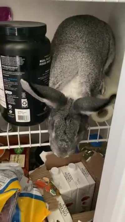 So I heard a commotion in the kitchen and I guess I left the pantry door open… there was this character rummaging through everything …