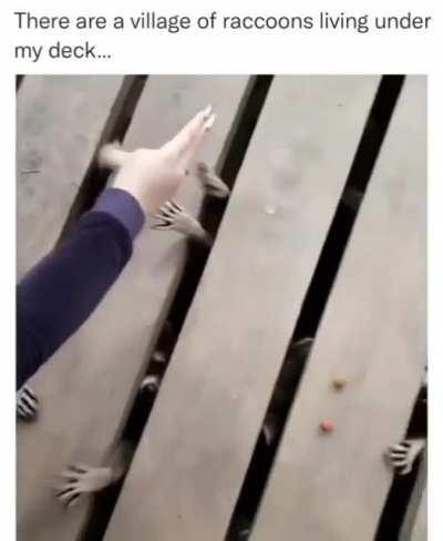 thanks, i hate these raccoons living under this person's deck