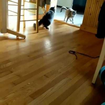 Just let me get to the litter box. I have to...Oh SHIT!