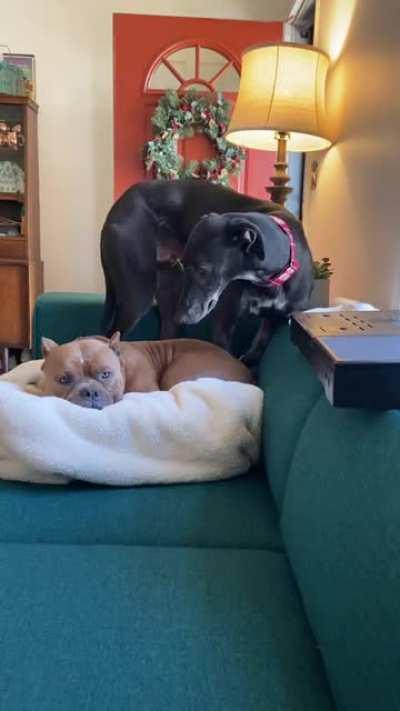 Ron Swanson (Greyhound) and Con Queso (pocket pitbull) are best friends.. But they are enemies while fighting over the coveted cozy corner of the couch. 🤣 They think that just because they were adopted from a shelter they can act pathetic their entire liv