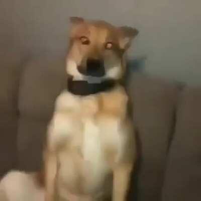 Don't fuck with this dog