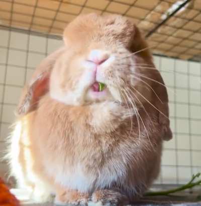For anyone having a bad day: here’s toothless baby-angel kimchi munching on some oregano