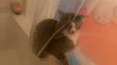 This is Jake. He runs to the bathroom when I turn on the shower so I can spray him through the curtain. Such a derp!