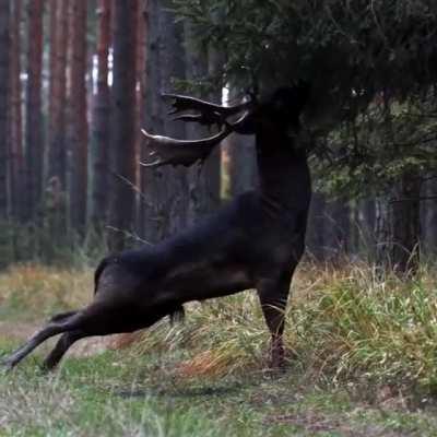 🔥 Very Rare black fallow deer spotted in Baryczy Valley, Poland..