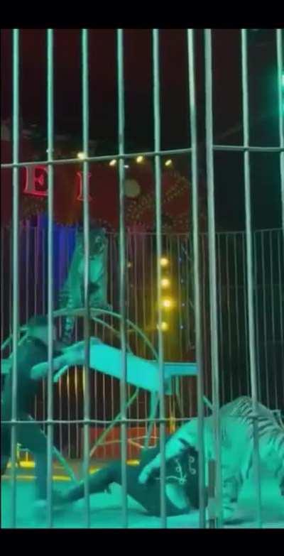 Performing In The Circus With Two Tigers