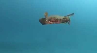 Authright crab identifies as an attack helicopter