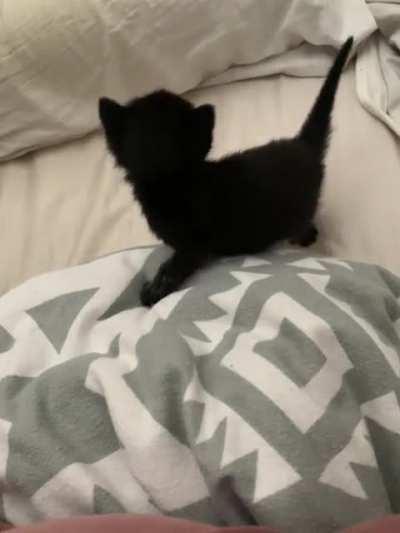 Mimi likes to wander away from her siblings for a screaming session