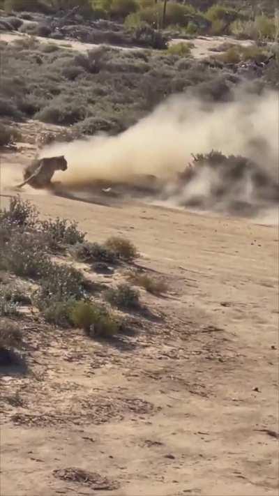 A Cheetah Hunting a Prey Viewed from a Far Distance during a Safari