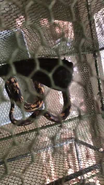 Naja haje (Calico Phase)