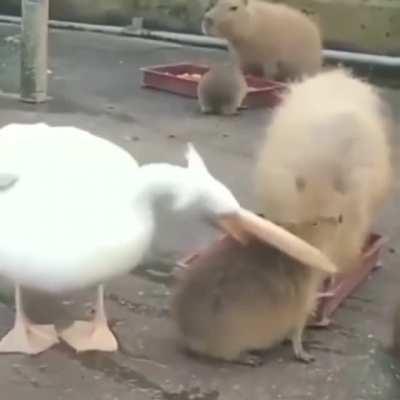 This pelican trying to eat a capybara