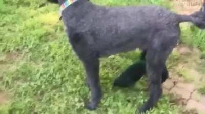 Use your harpoons and tow cables!