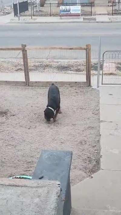 Ziggy, at 7 months old and 80lbs playing fetch with a brick. Don't worry, I only let him do it once. Any suggestions on heavy toys? He really enjoys this brick