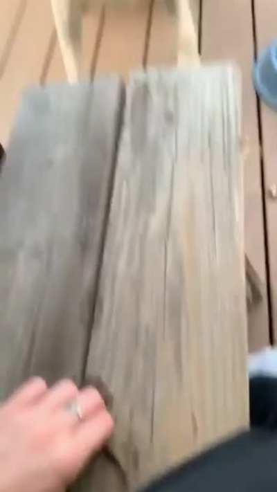 Please throw that huge stick