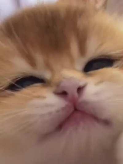 level of cuteness is off scale