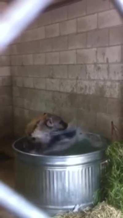 Hyena in a Bucket