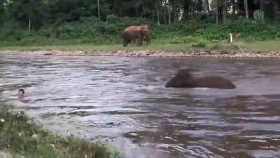 Elephant thinks the man is drowning and swims out to save him.