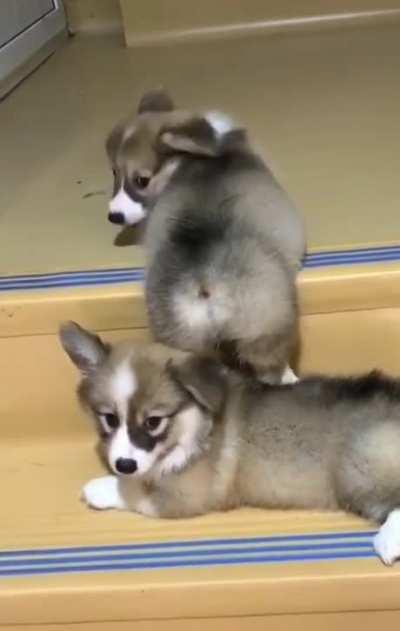 Good boy trying to help his friend get up the steps