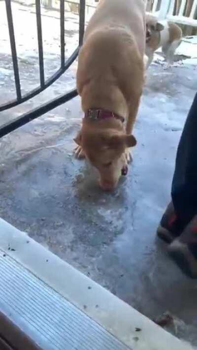 Poor doggos can’t get their ball 🎾