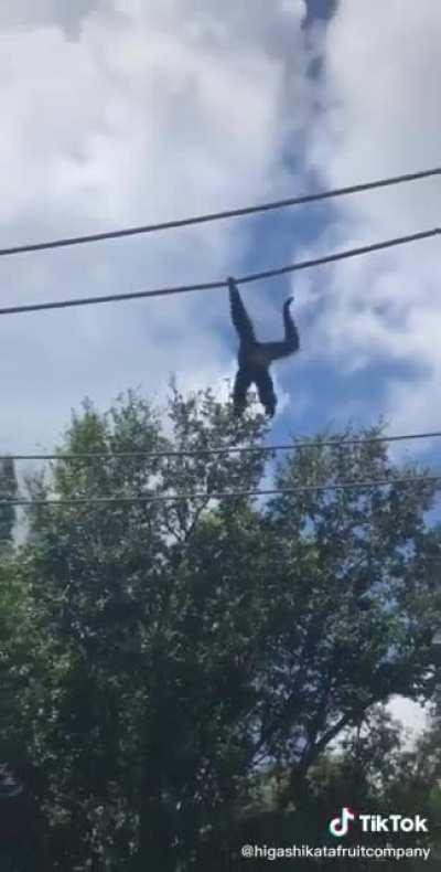 monkey escaping from civilization