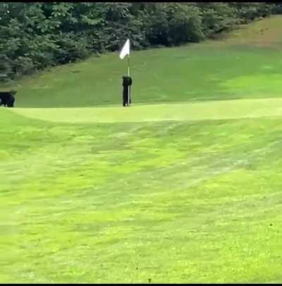 Bear pups doin they thing