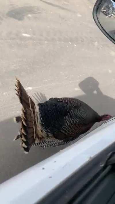 Turkey trying to pick a fight with my truck