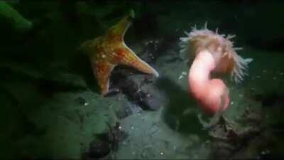 This anemone 'dancing' away from a starfish