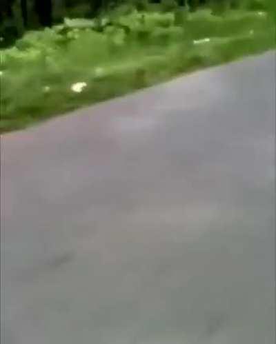 And some people are afraid of dogs