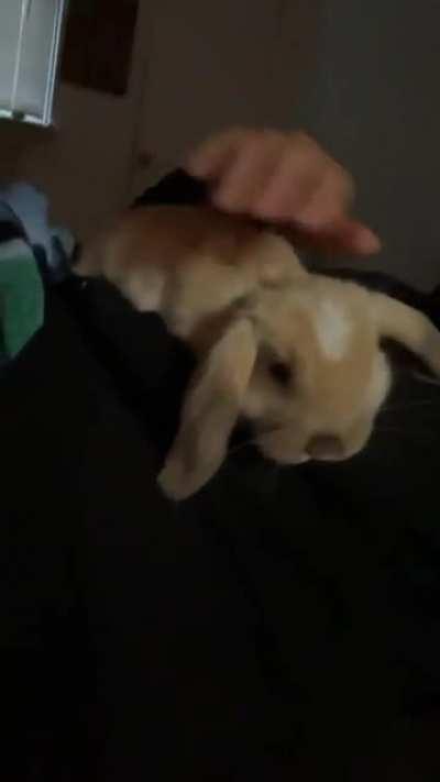 Snuggle buns Truffle