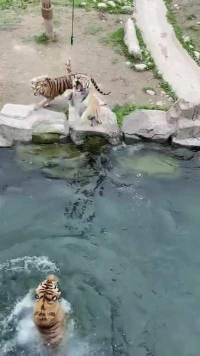 Tiger fishing