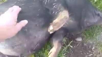 Pig gets into fermented corn. Not OP