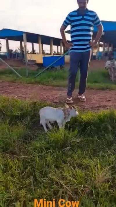 cute mini cow 1 feet