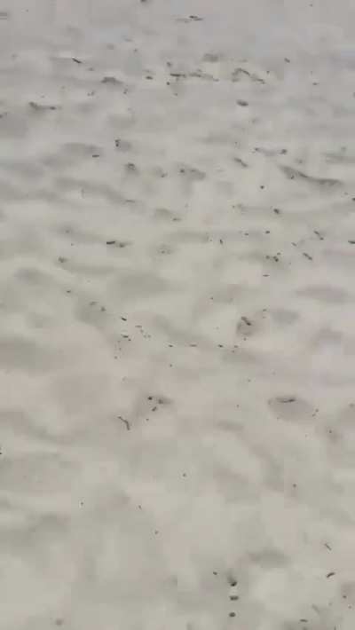 Is this for the bikini title?