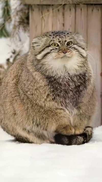 It turns out that the tail is a universal thing!