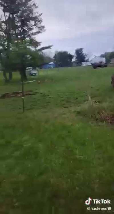 Donkey laughing at a dog getting zapped